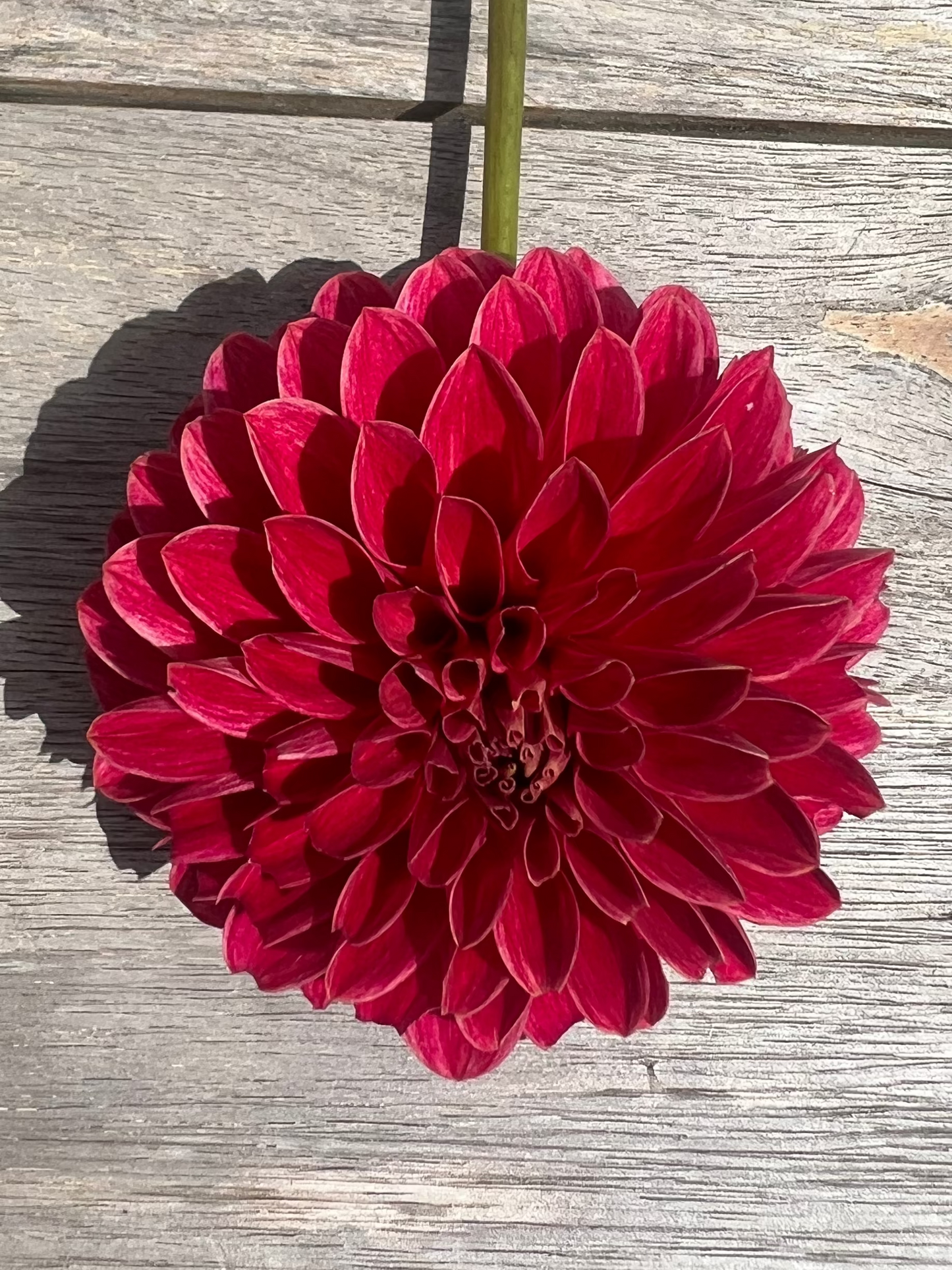 KA's® Rosie Jo Dahlia Halcyon Hill Gardens