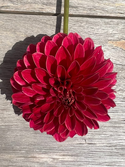KA's® Rosie Jo Dahlia Halcyon Hill Gardens