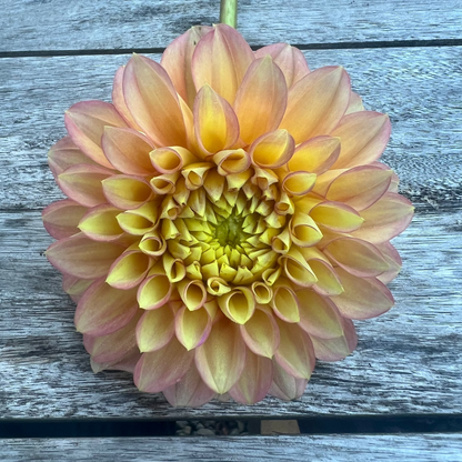 KA's® Aloha dahlia