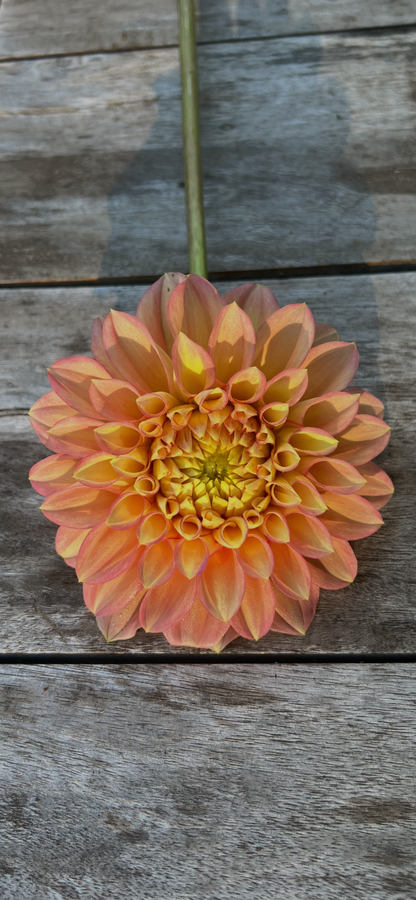 KA's®  Aloha (Bright Series)