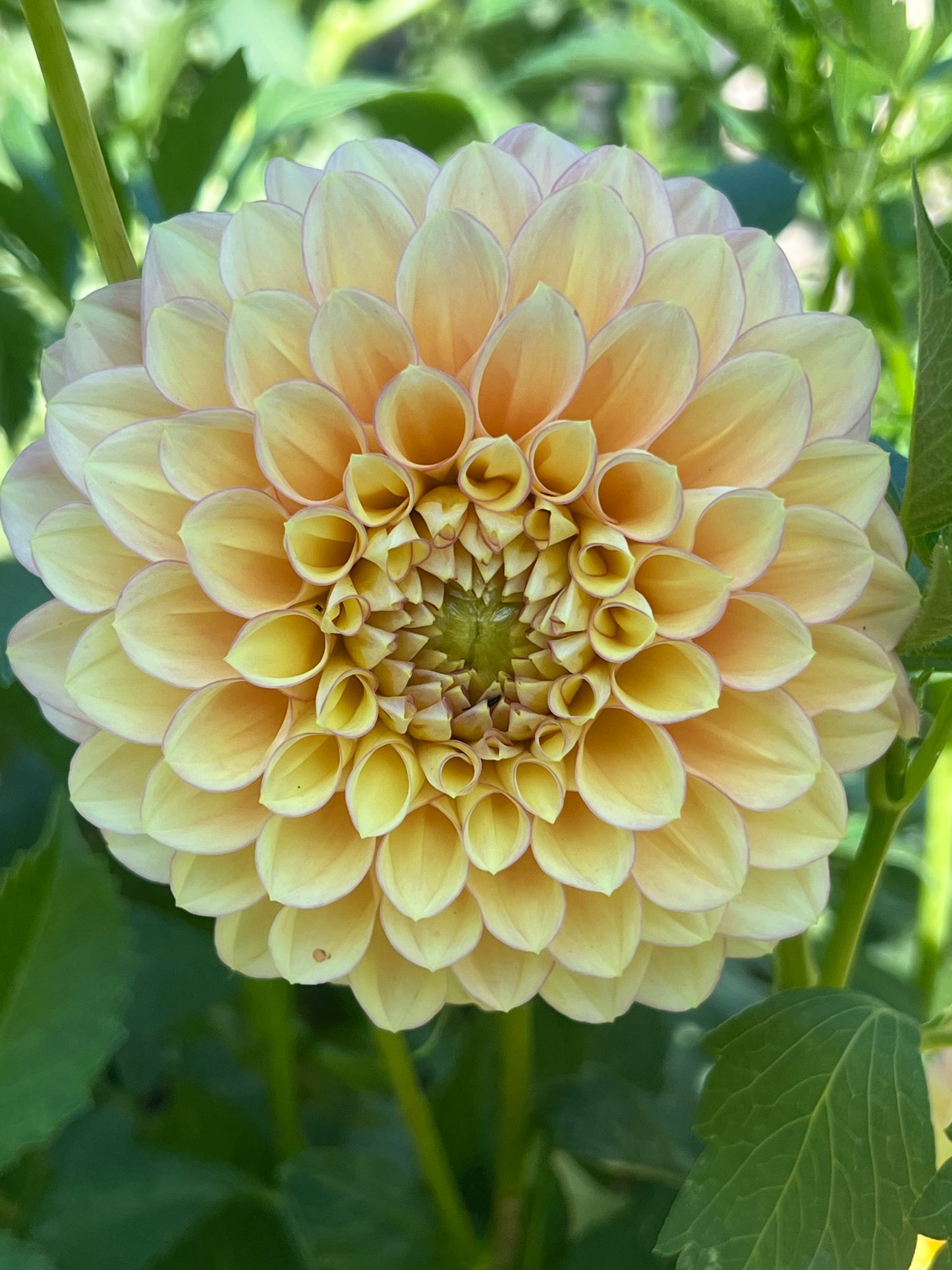 KA's ® Aloha dahlia