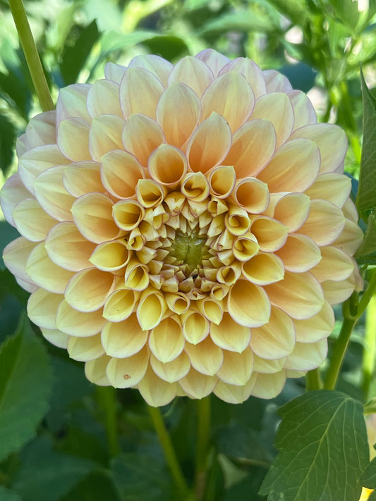 KA's ® Aloha dahlia