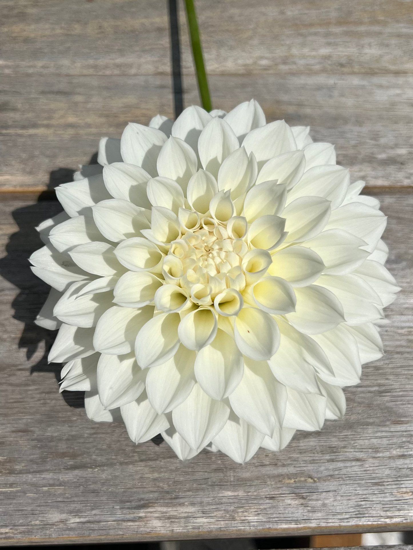 KA's® Bella Luna 