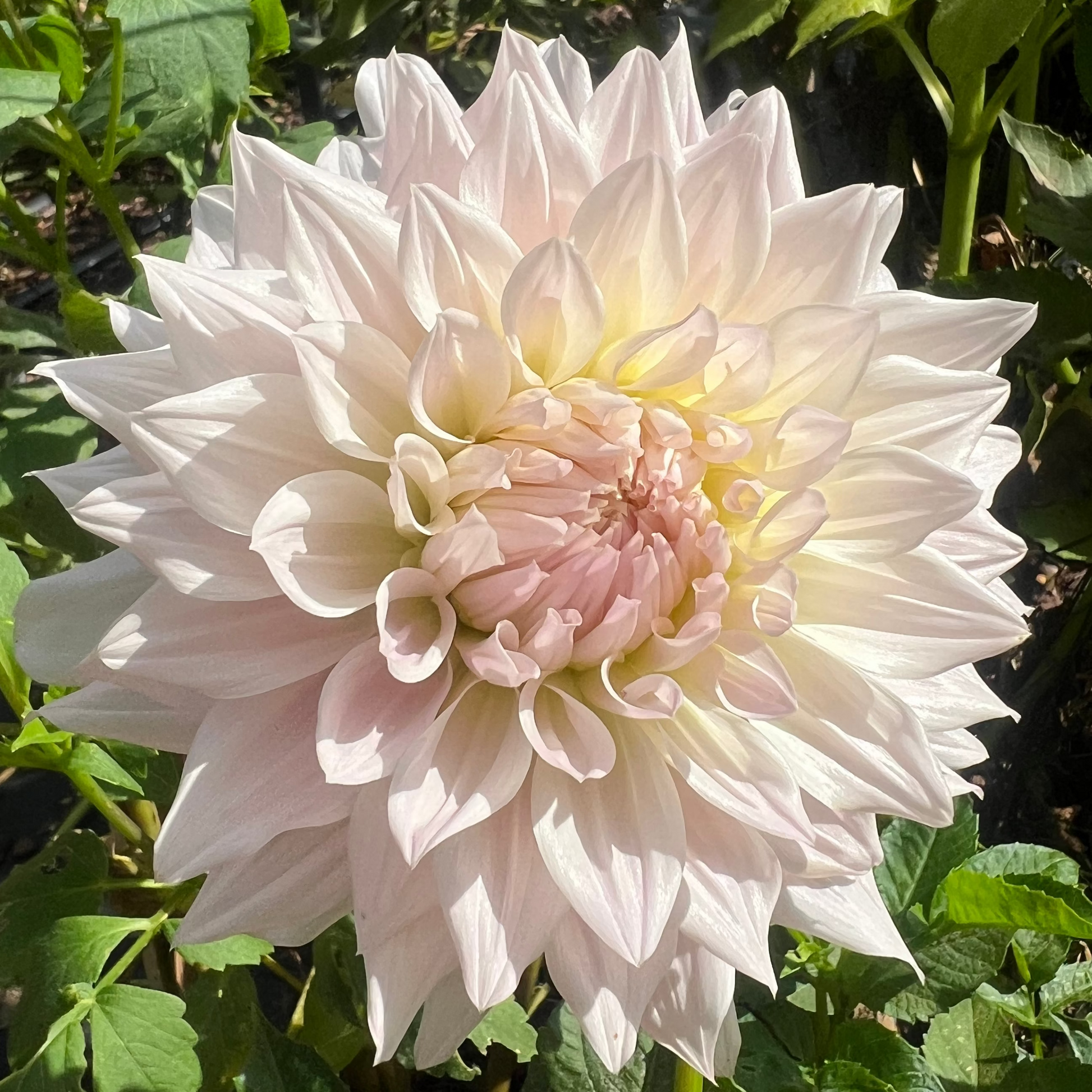 KA's® Cloud dahlia Halcyon Hill Gardens