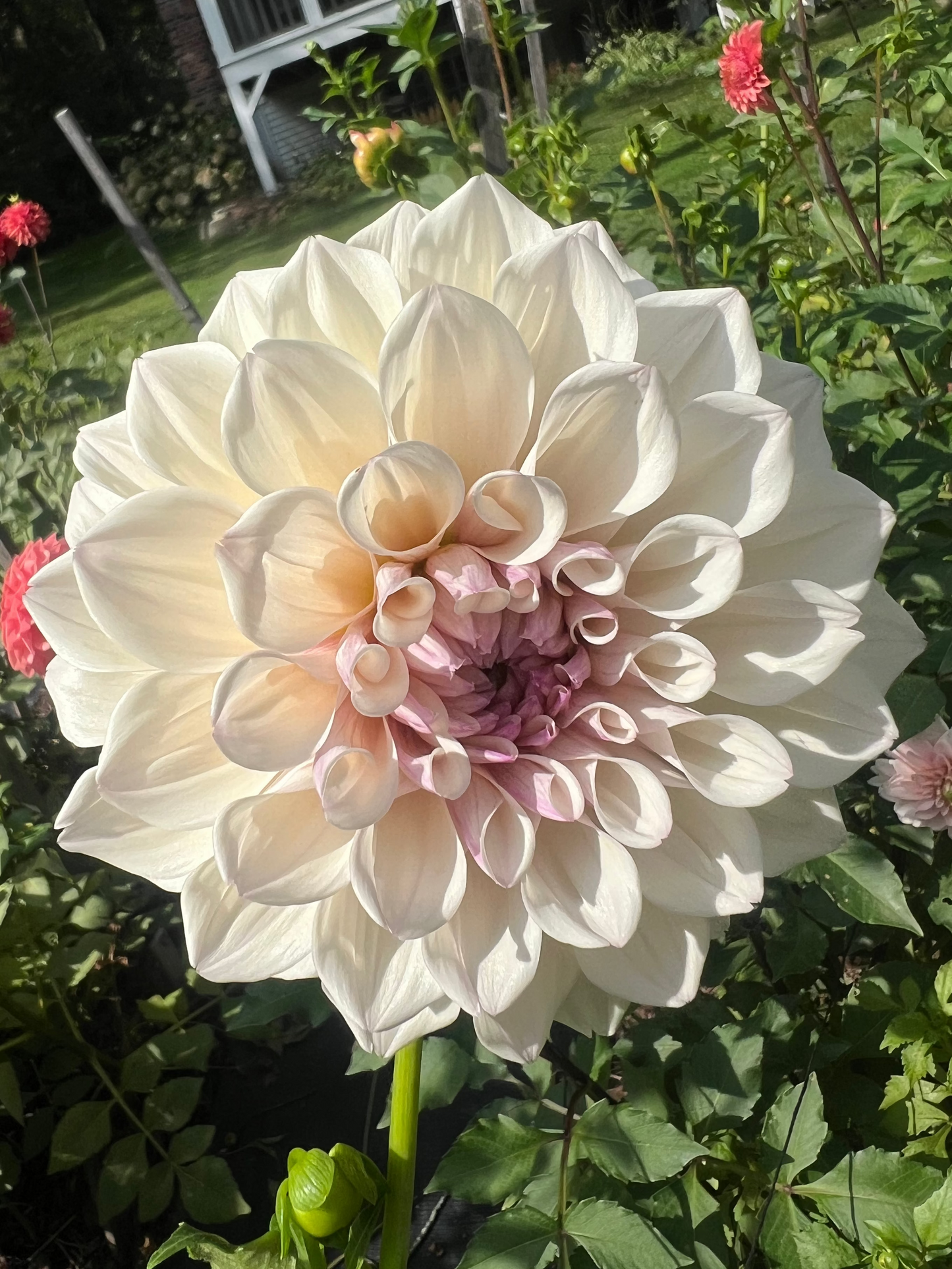 KA's®  Pearl dahlia Halcyon Hill Gardens