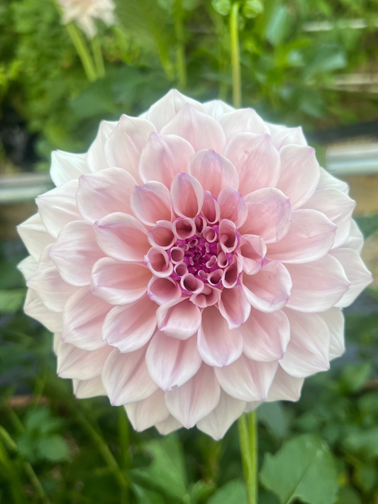 KA's® Pearl dahlia Halcyon Hill Gardens