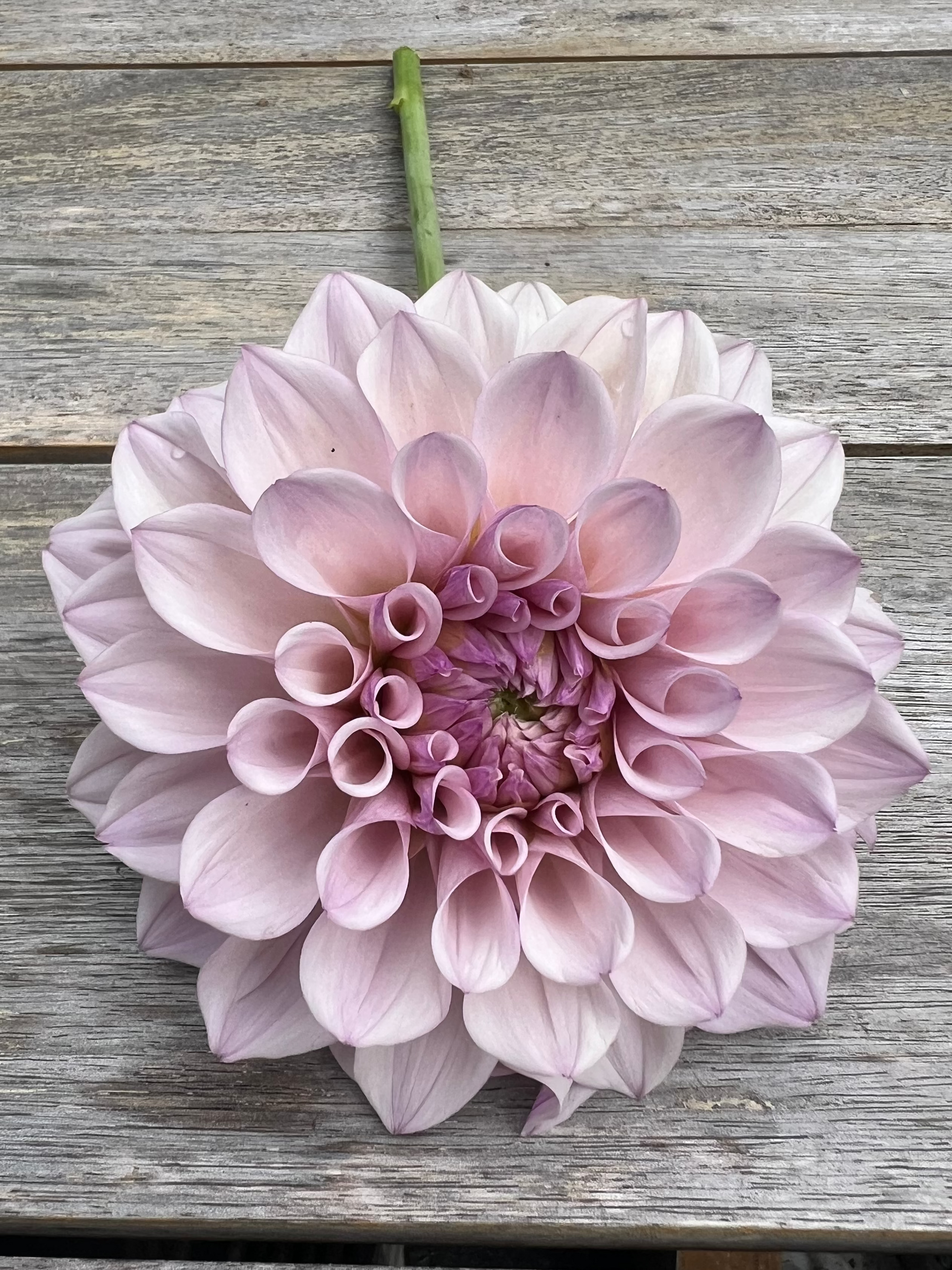 KA's® Pearl dahlia Halcyon Hill Gardens