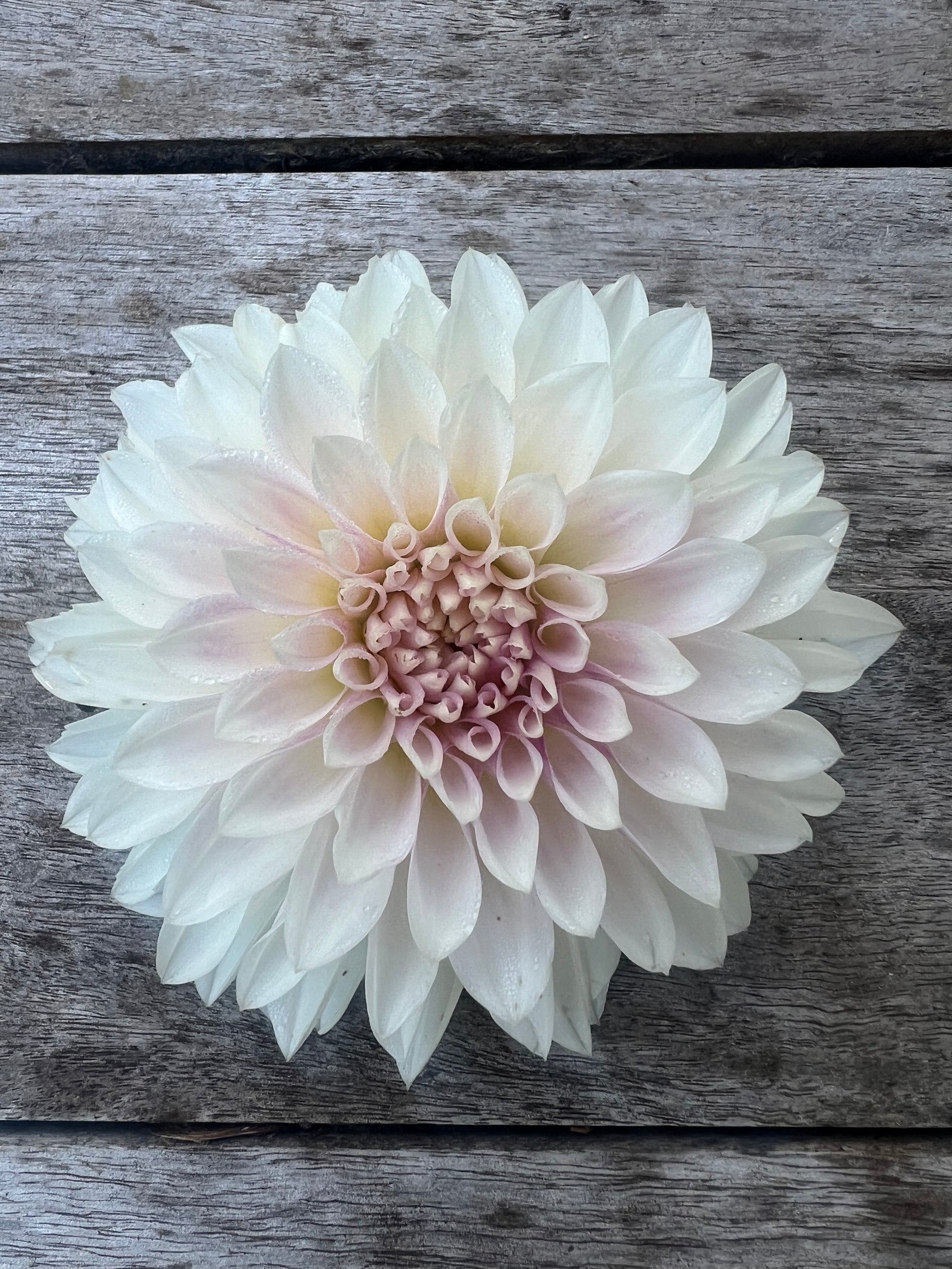 KA's®  Rose Quartz dahlia