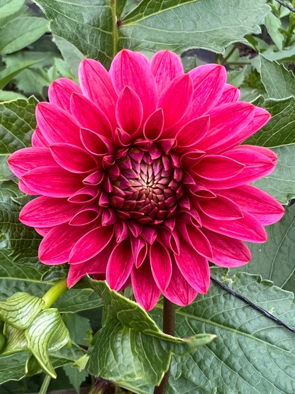 KA's®  Rosie Jo dahlia Halcyon Hill Gardens