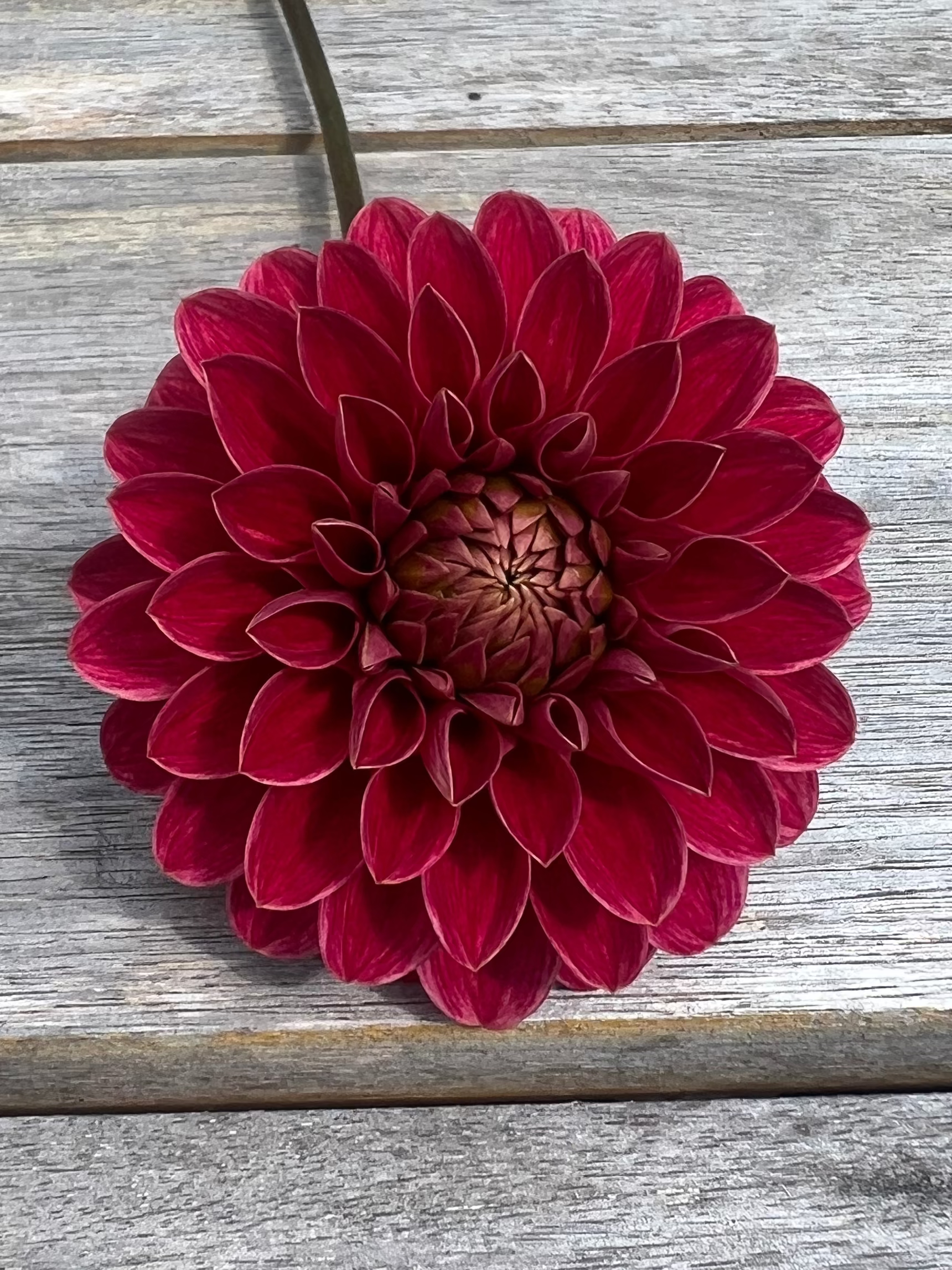 KA's ® Rosie Jo dahlia Halcyon Hill Gardens