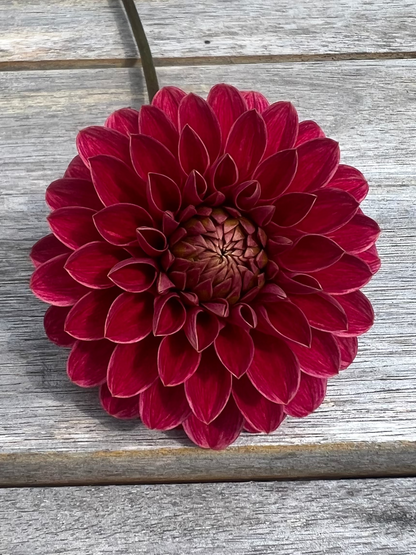 KA's ® Rosie Jo dahlia Halcyon Hill Gardens