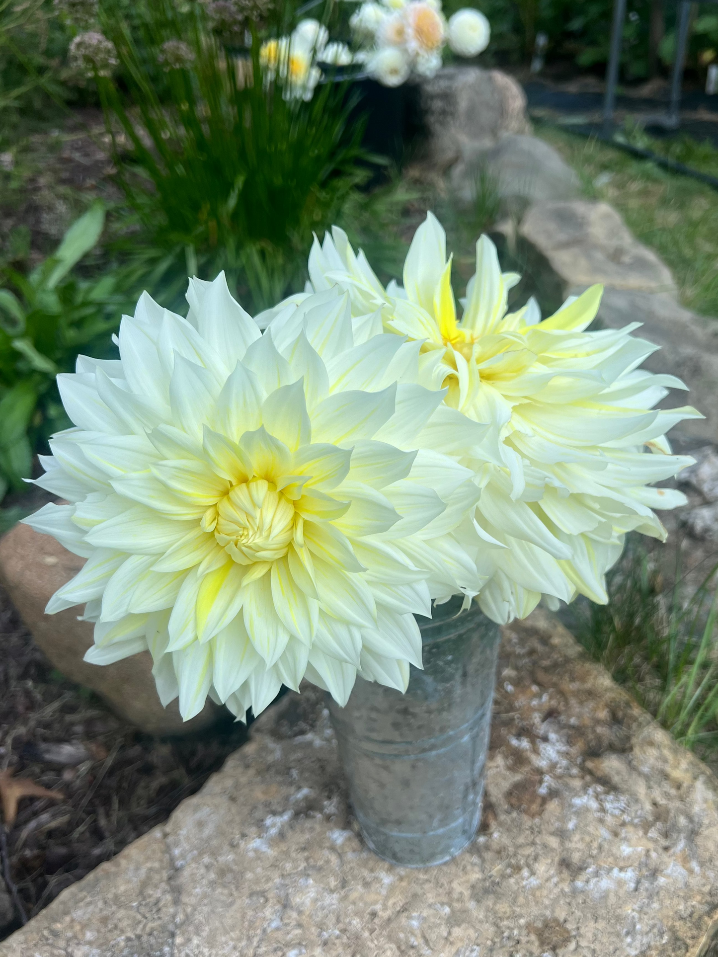 La Luna dahlia pale cream, white and yellow