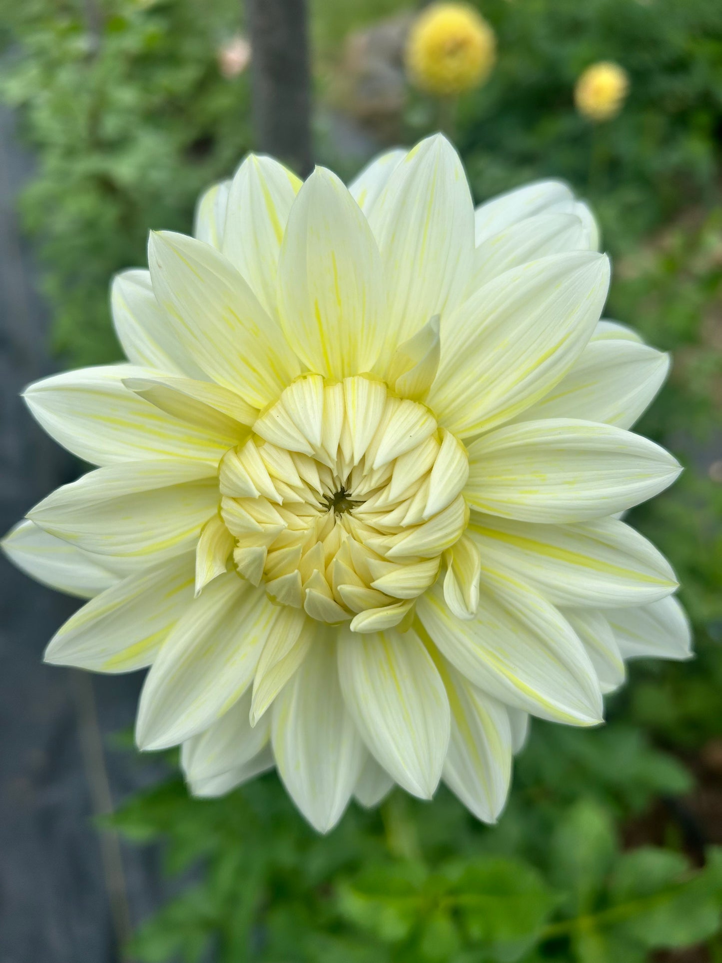 La Lunda pale white, cream and yellow dahlia