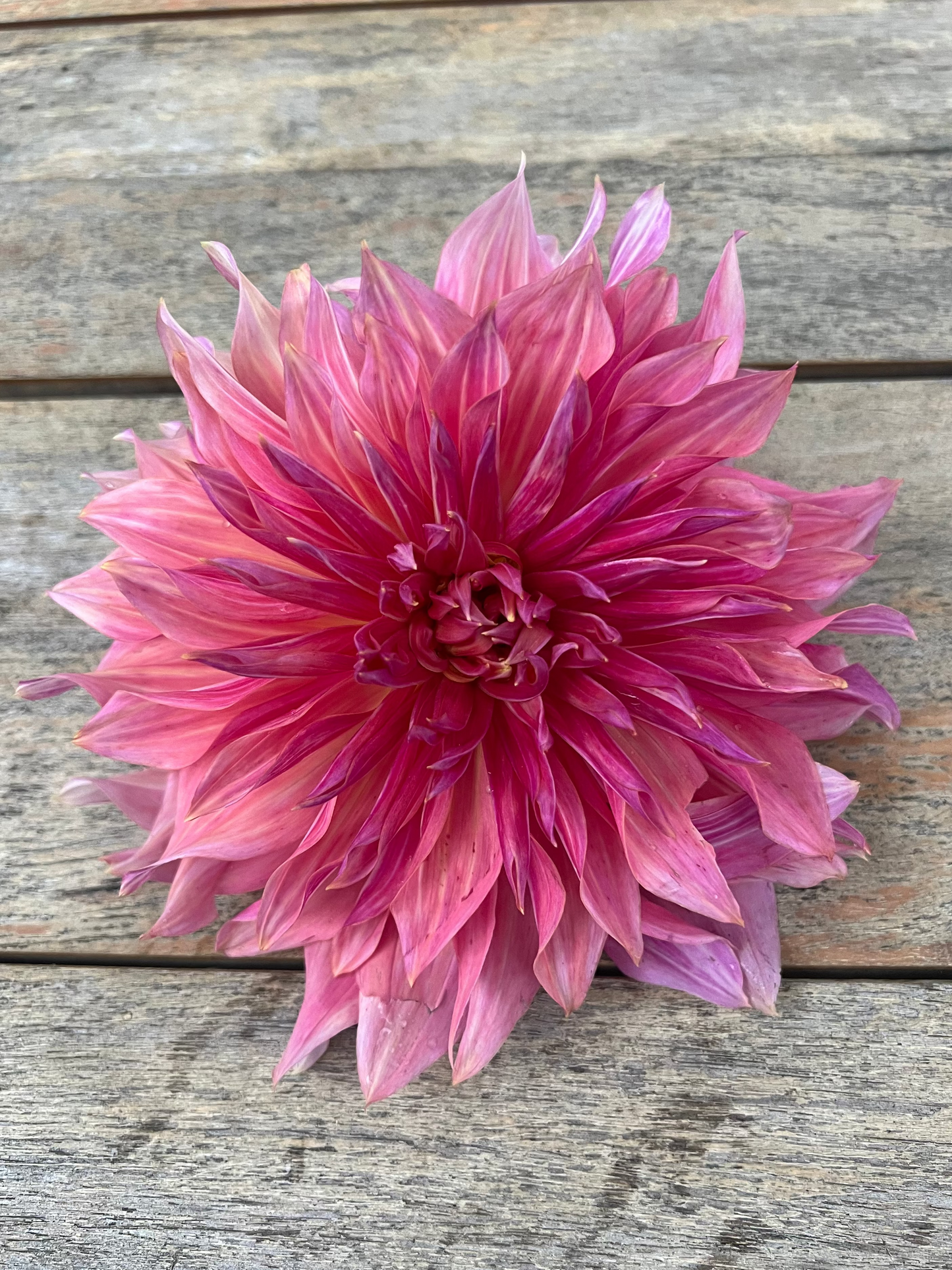 Labyrinth dahlia Halcyon Hill Gardens