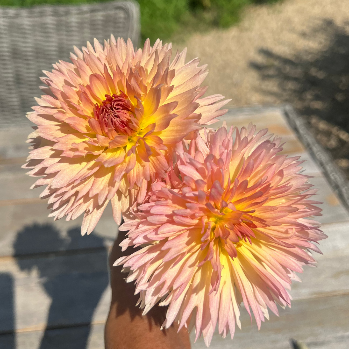 Lakeview Peach Fuzz dahlia Halcyon Hill Gardens