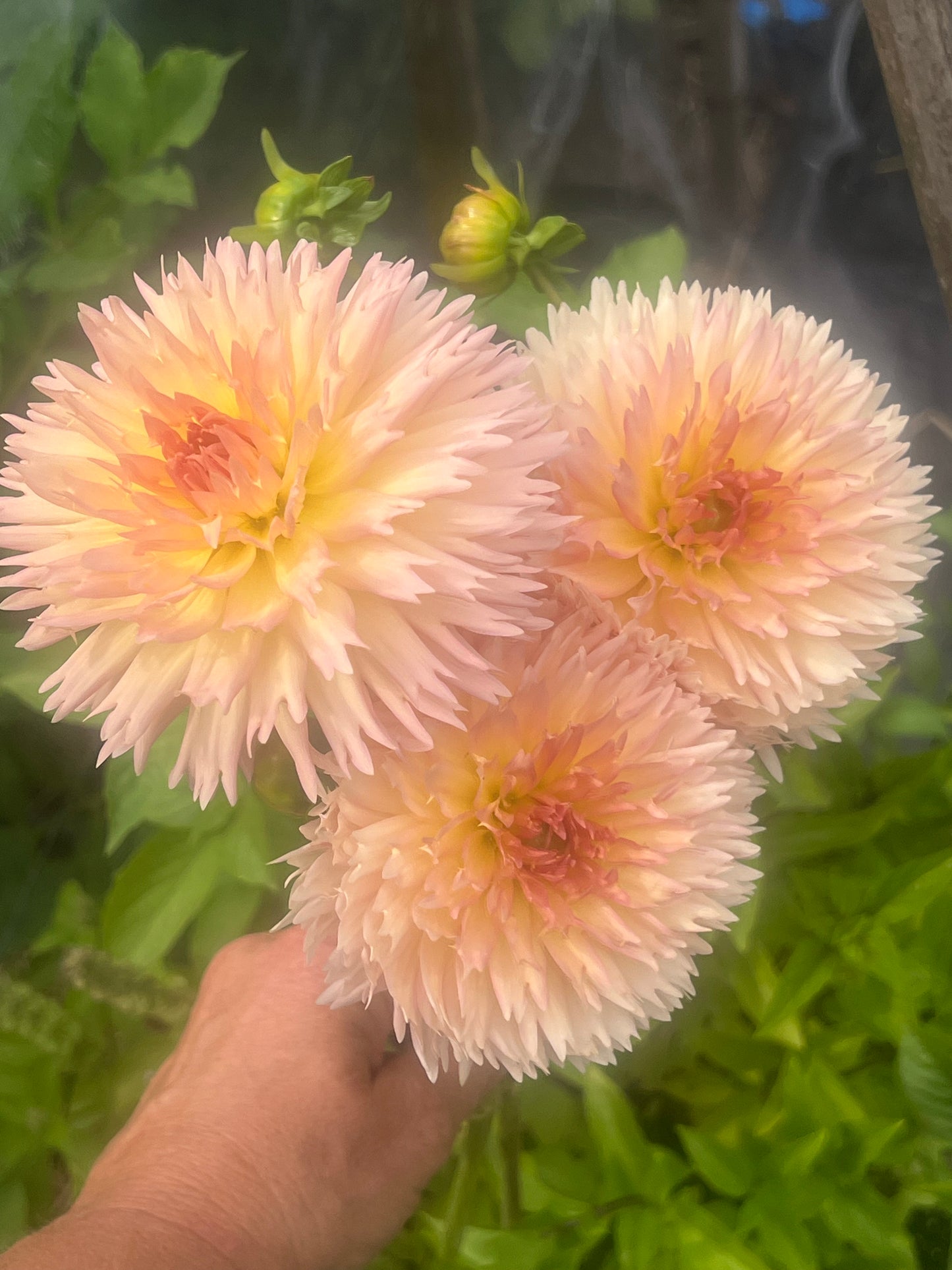 Lakeview Peach Fuzz dahlia Halcyon Hill Gardens