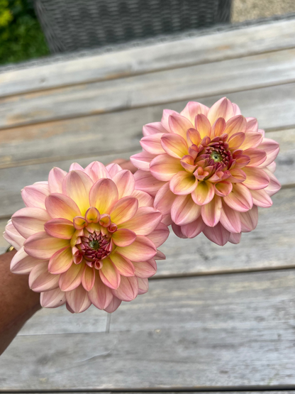 Peachy pink and yellow formal decorative  dahlia