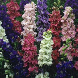 Larkspur QIS Mix