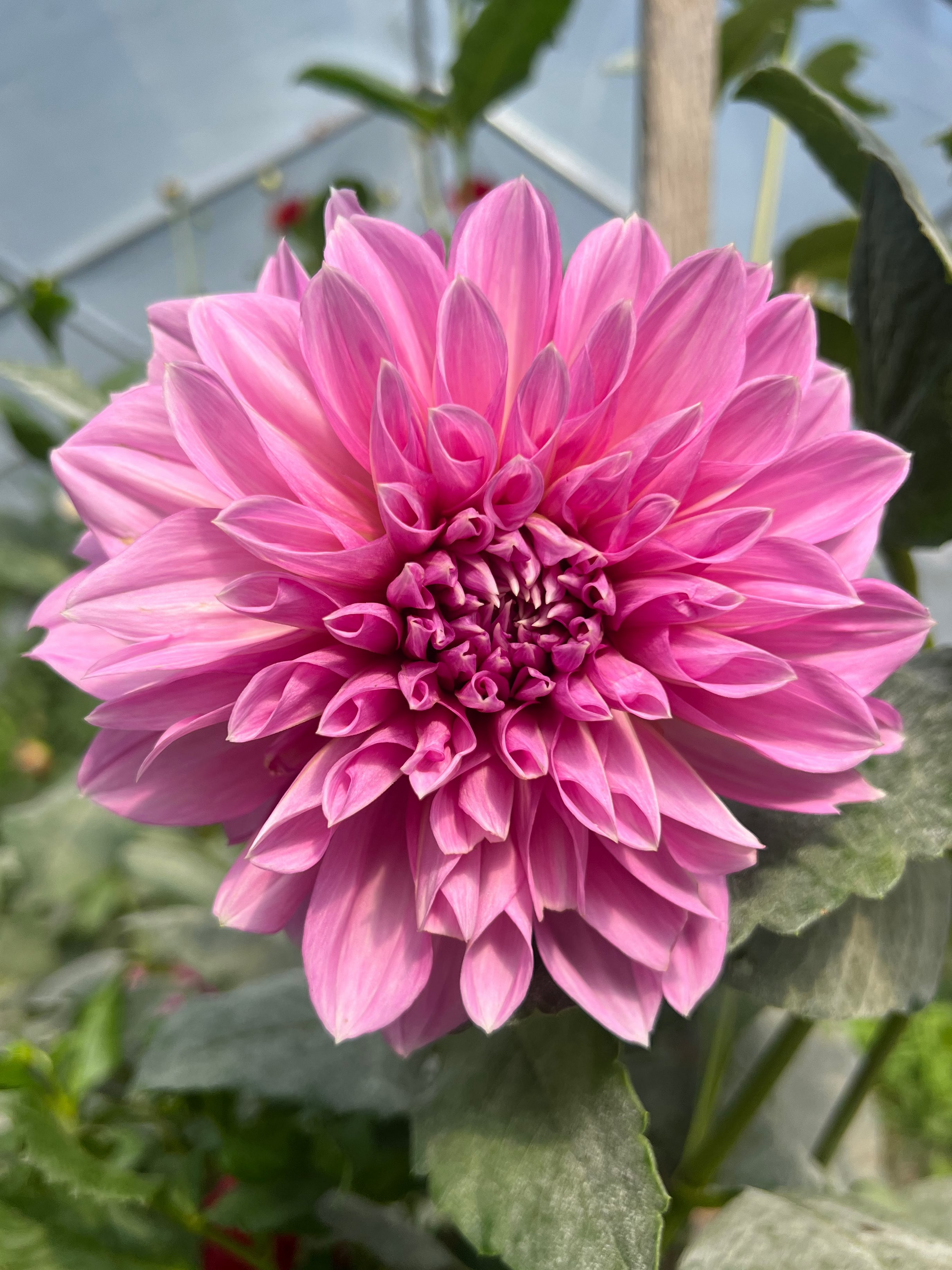 Lavender Perfection dahlia Halcyon Hill Gardens