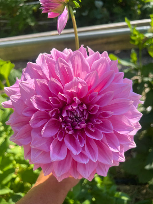 Lavender Perfection dahlia Halcyon Hill Gardens