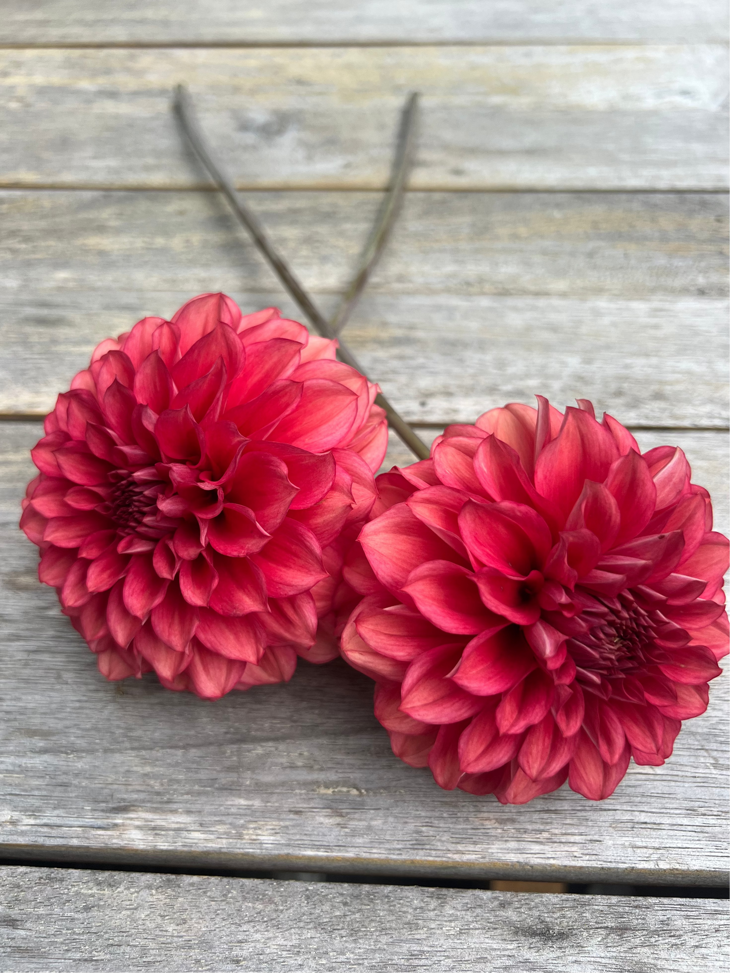 Lee's Brick House Goldenrod Gardens Brick red dahlia