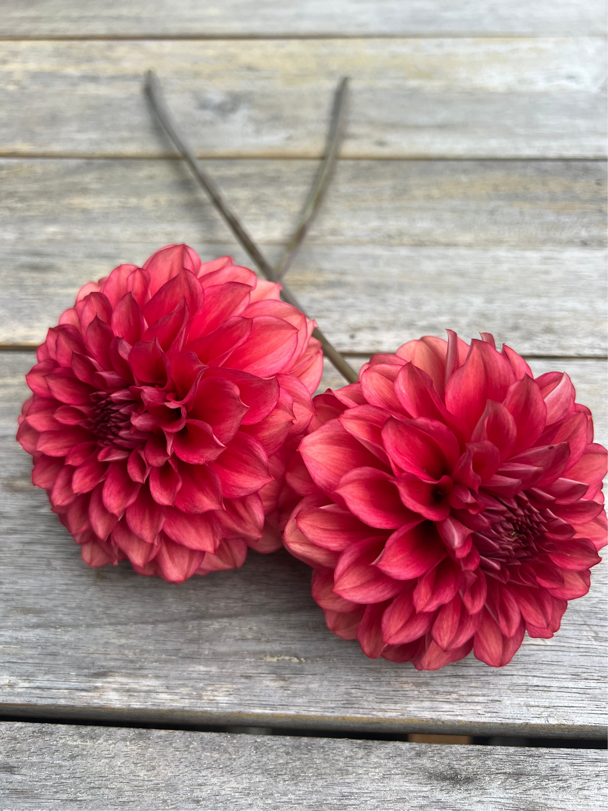 Lee's Brick House Goldenrod Gardens Brick red dahlia