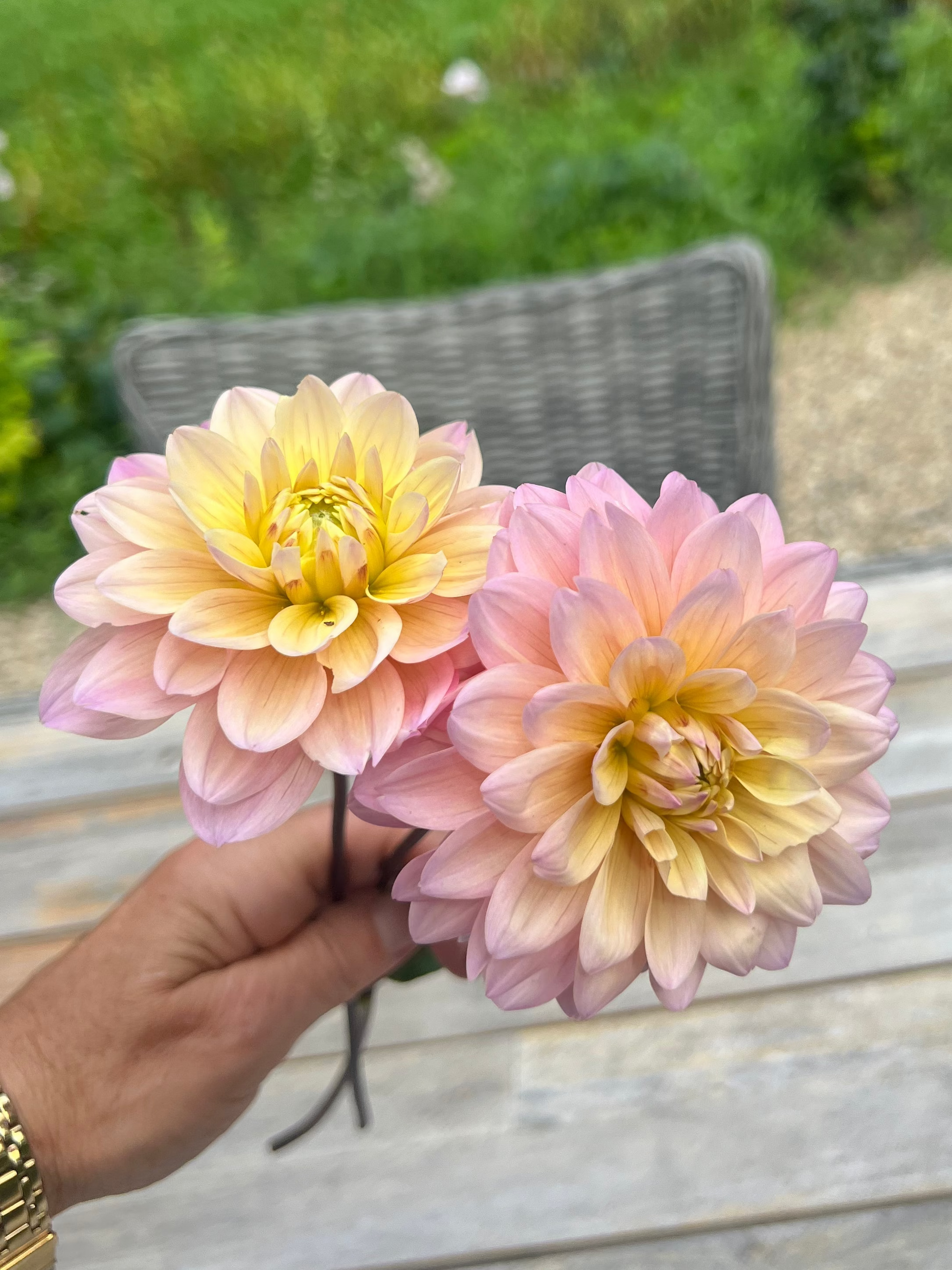 Lee's Dune dahlia Goldenrod Gardens pale blush and buttercream