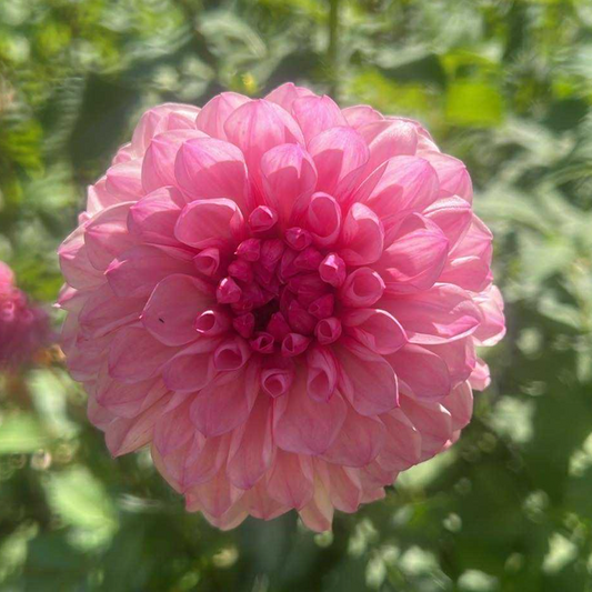 Lee's Hubba Bubba dahlia Halcyon Hill Gardens