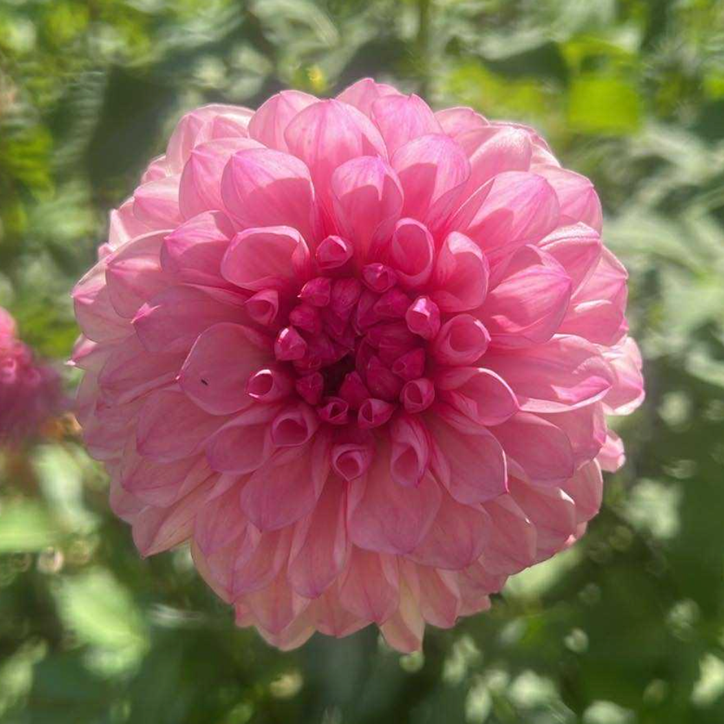 Lee's Hubba Bubba Dahlia Halcyon Hill Gardens