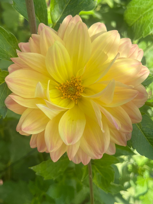 Lee's Lotusland waterlily dahlia from Goldenrod Garden