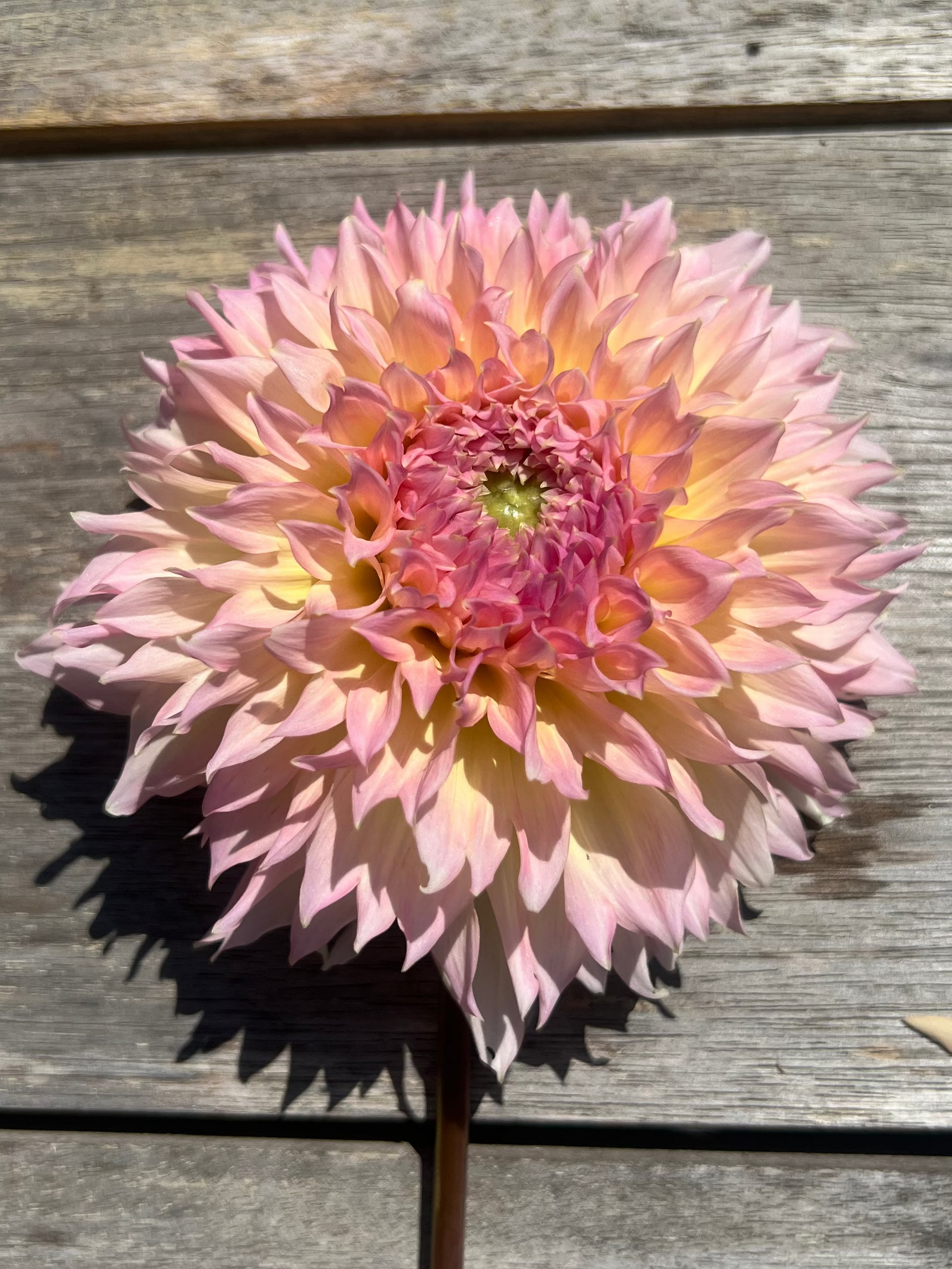 Lee's Pink Grapefruit Goldenrod Gardens pale blush, apricot, cream, yellow and pink
