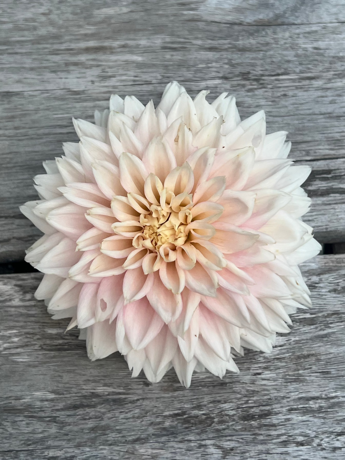 Lee's Rosalynn dahlia