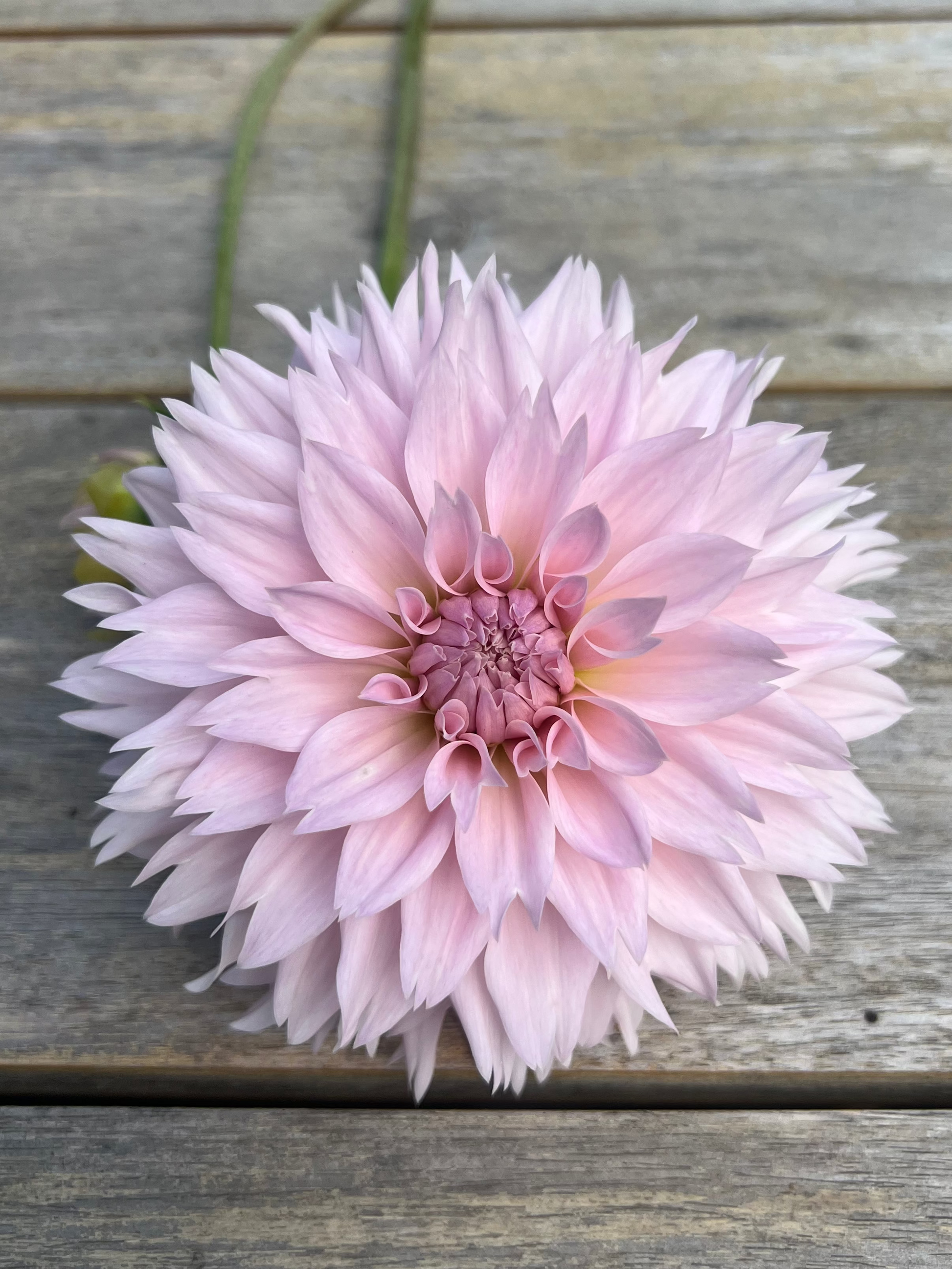 Lee's Starchild pale pink split petal dahlia Goldenrod Gardens 