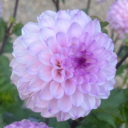 Lee's Unicorn Eye dahlia