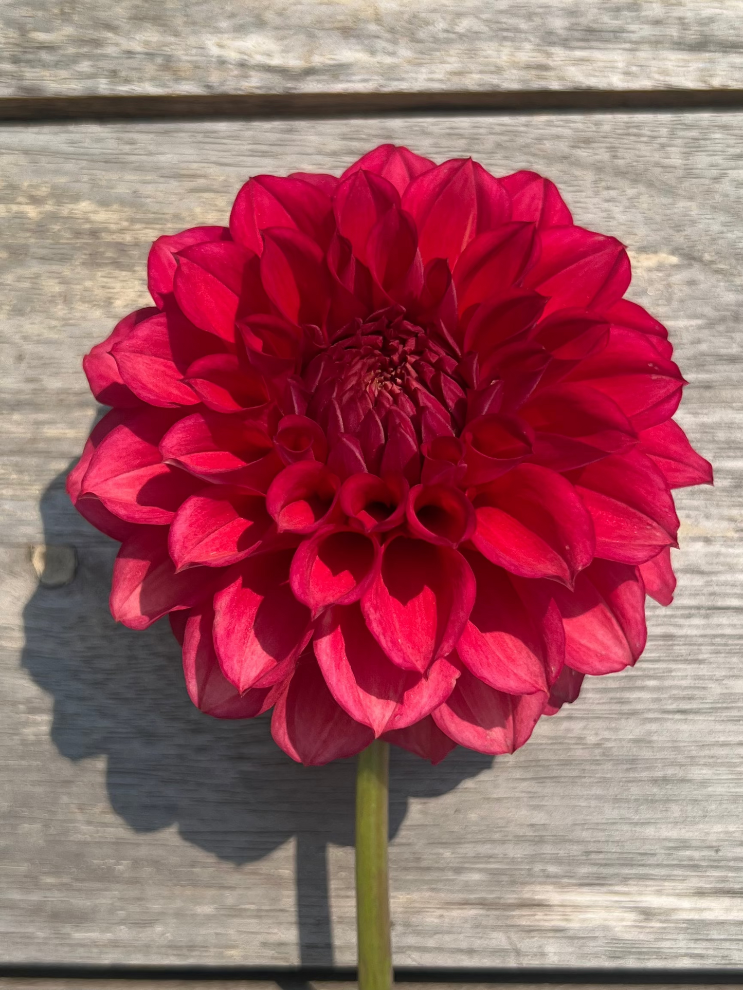 Lee's Brick House dahlia Goldenrod Gardens