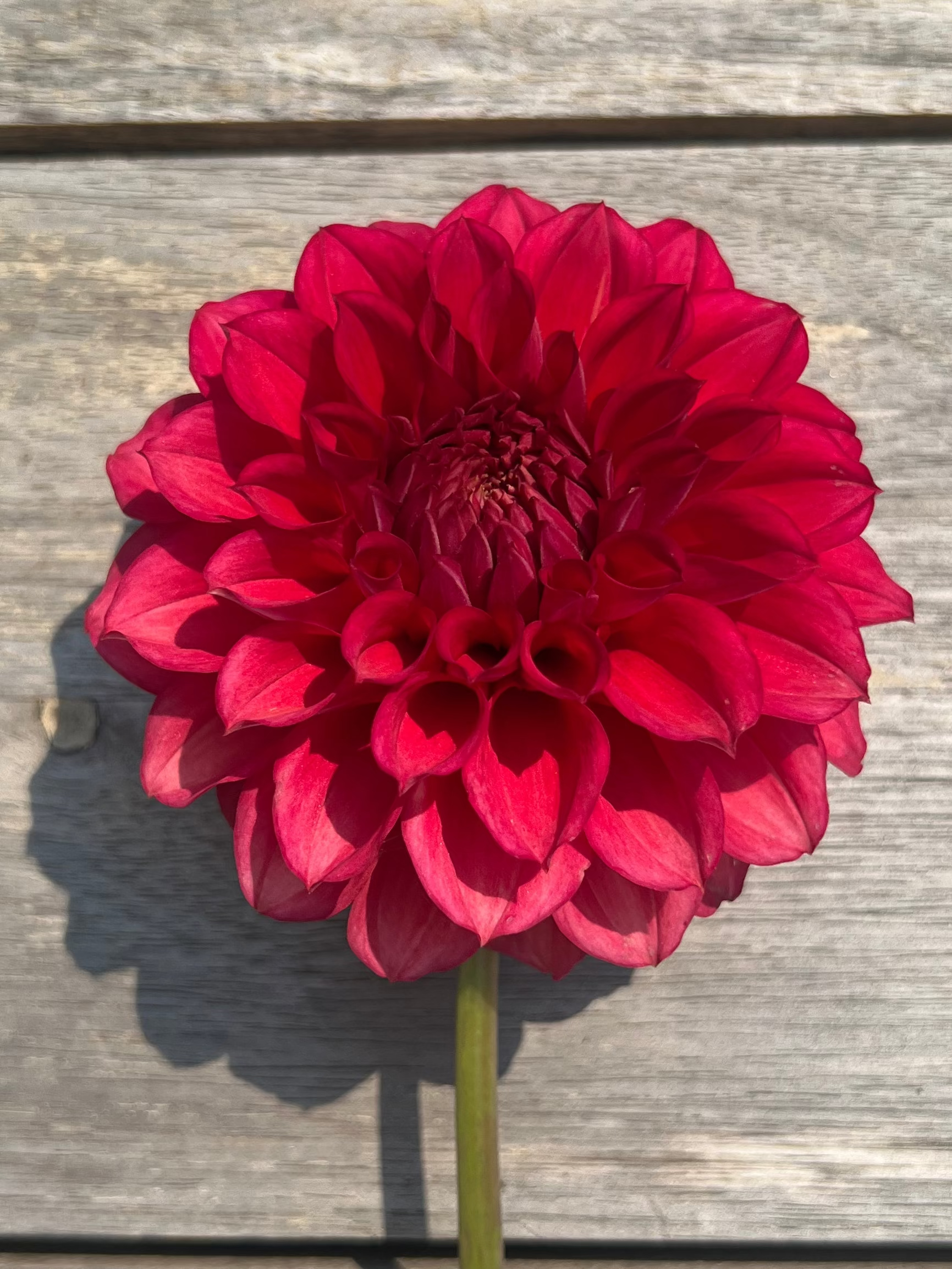 Lee's Brick House dahlia Goldenrod Gardens