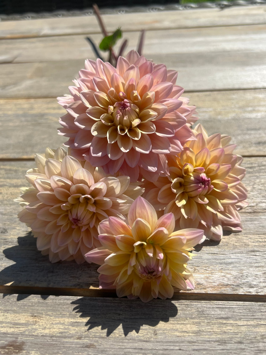 Lee's Dune dahlia Goldenrod Gardens pale pink and buttercream