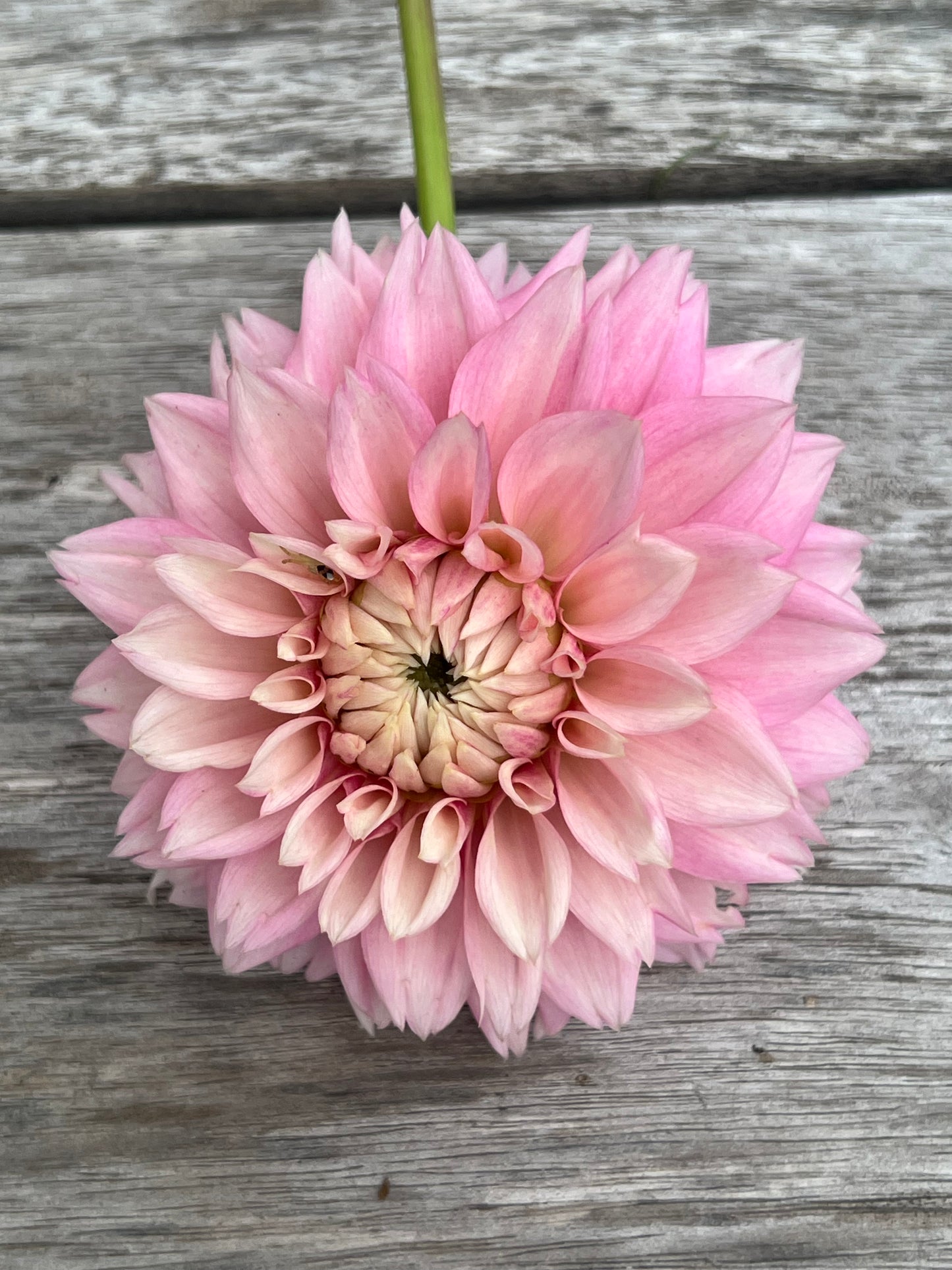 Lee's Rosalynn dahlia