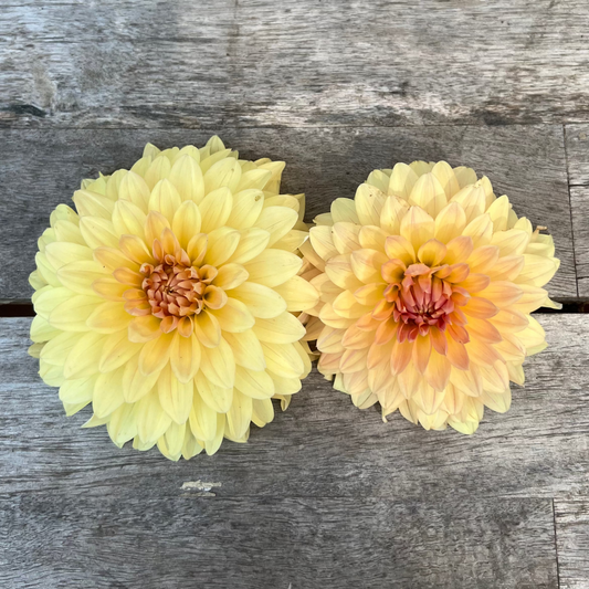 Lee's Sweet Corn Princess dahlia