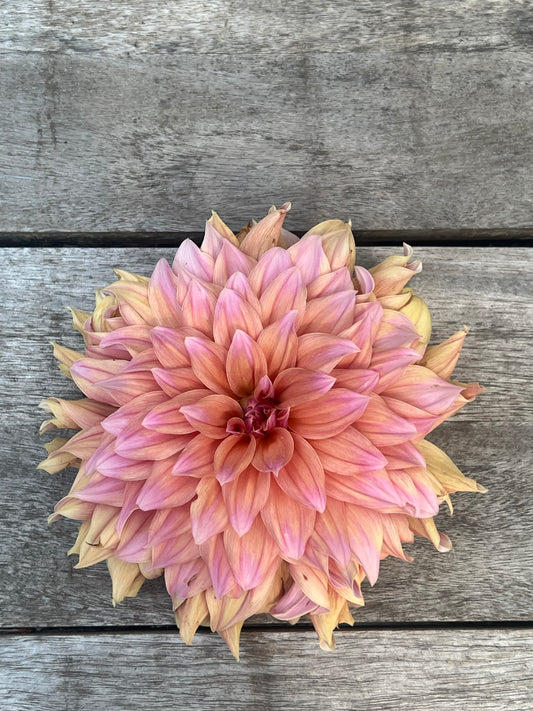 Lee's Tom Hodges dahlia