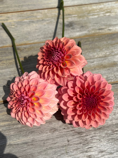 Hybrid dahlias by Levi Tremblay coral