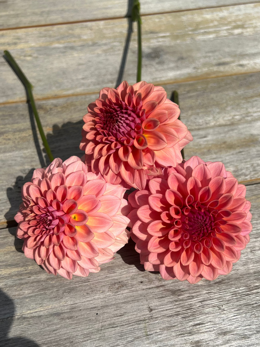 Hybrid dahlias by Levi Tremblay coral