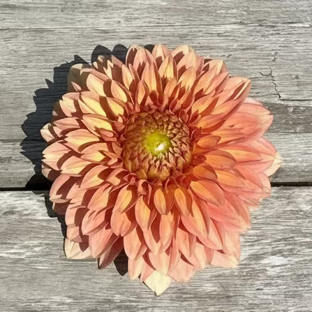 Levi's Creamsicle
