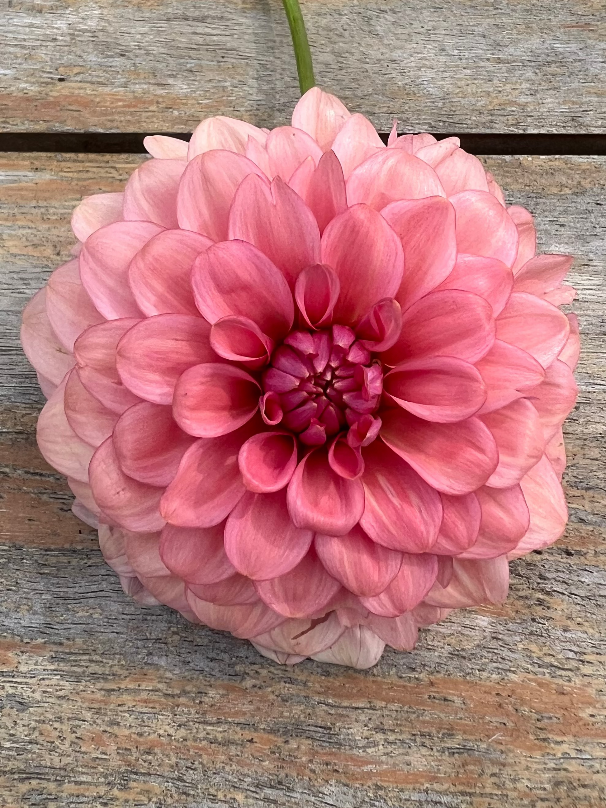 Levi's Dreamwalk dahlia bred by Levi Tremblay soft corally pink