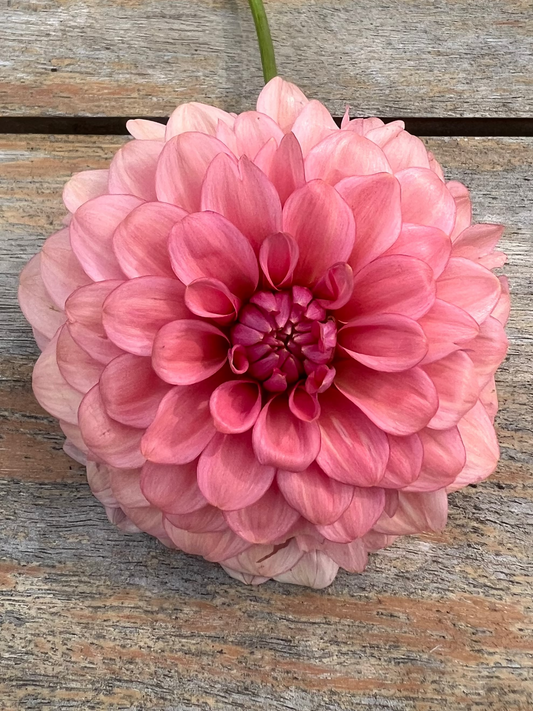 Levi's Dreamwalk dahlia bred by Levi Tremblay soft corally pink