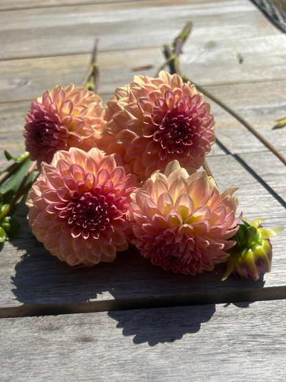 hybrid dahlias by Levi Tremblay coral pink