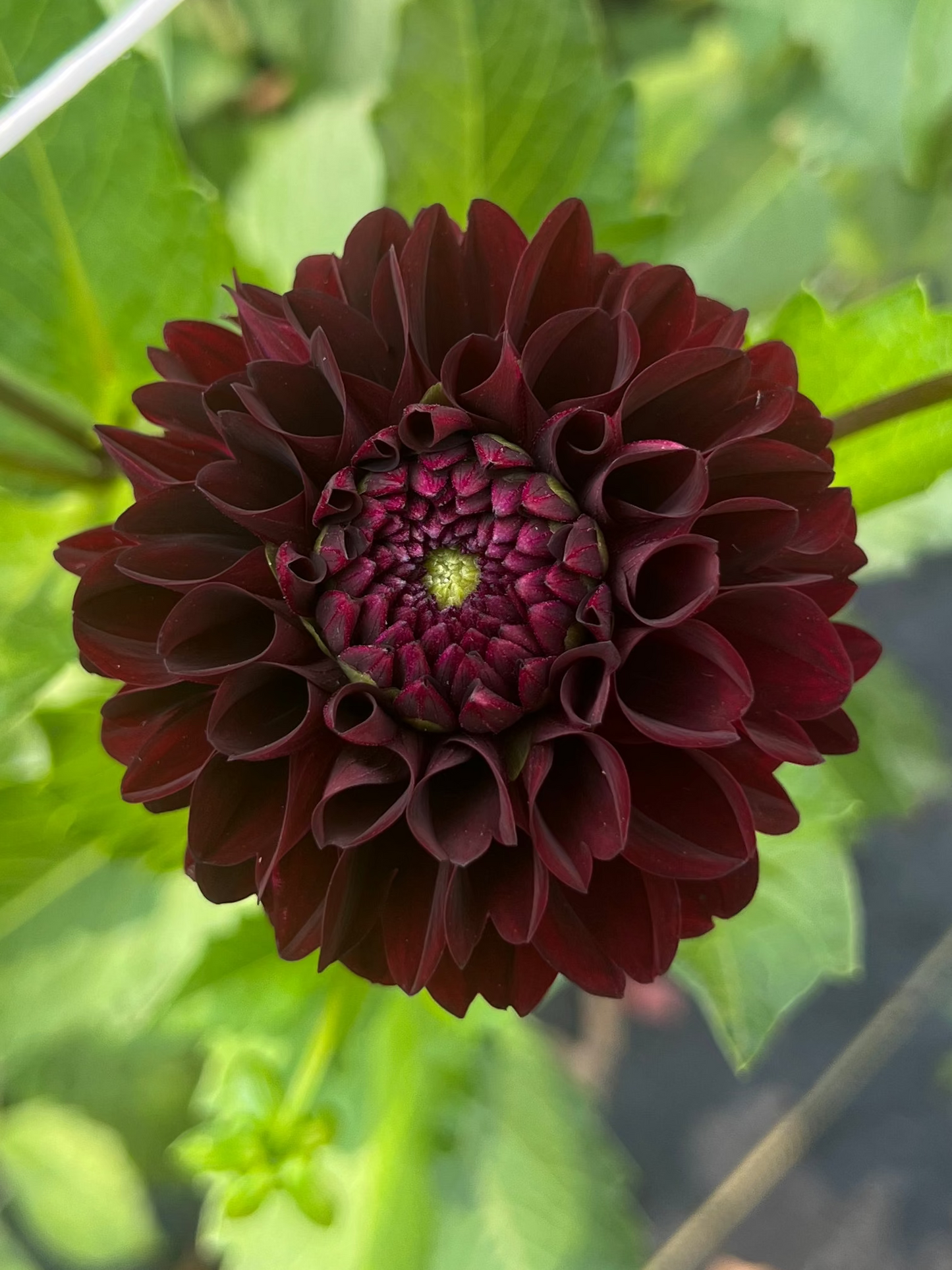 Lights Out dahlia Halcyon Hill Gardens