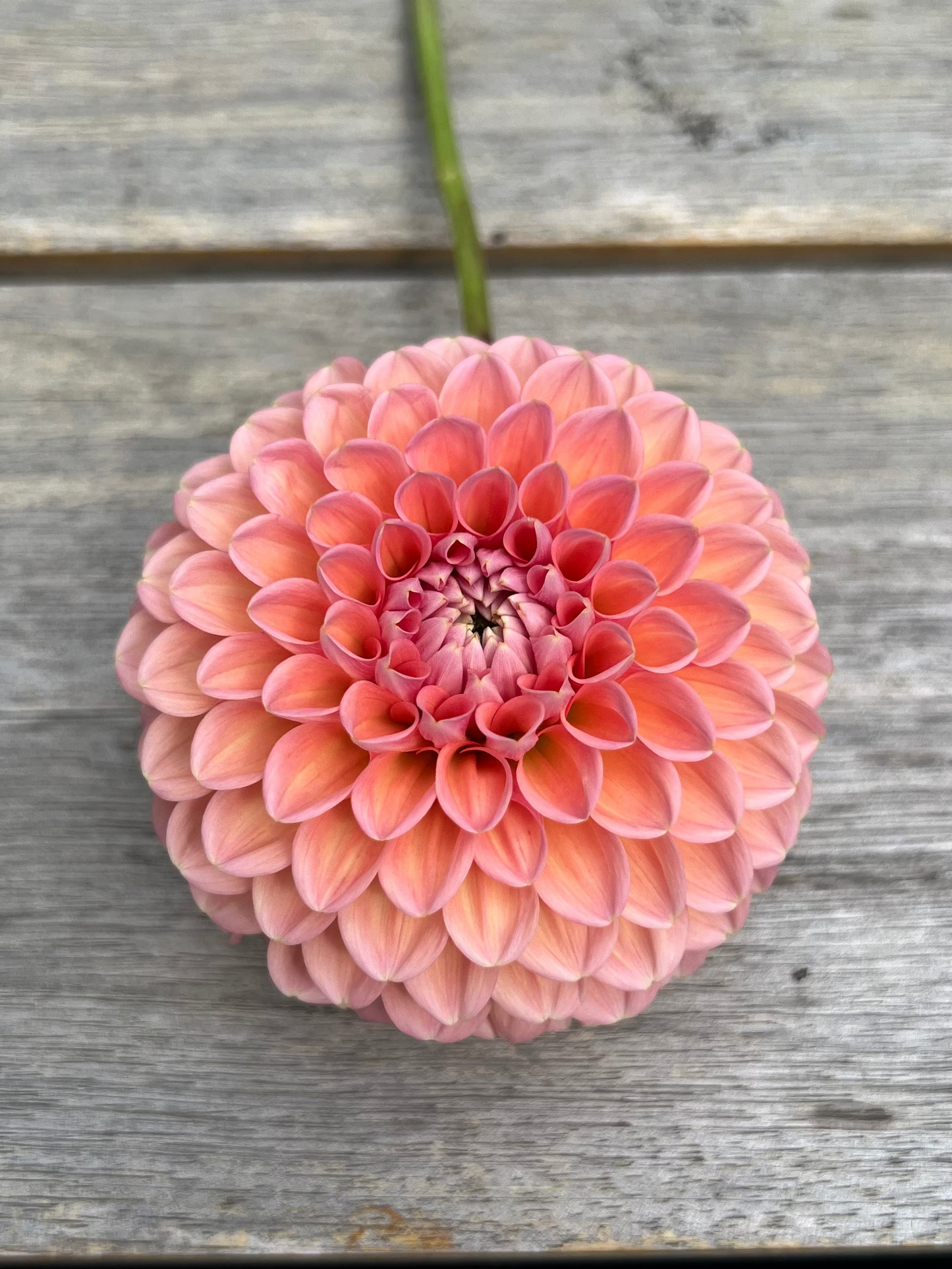 Linda's Baby dahlia pale coral salmon Halcyon Hill Gardens