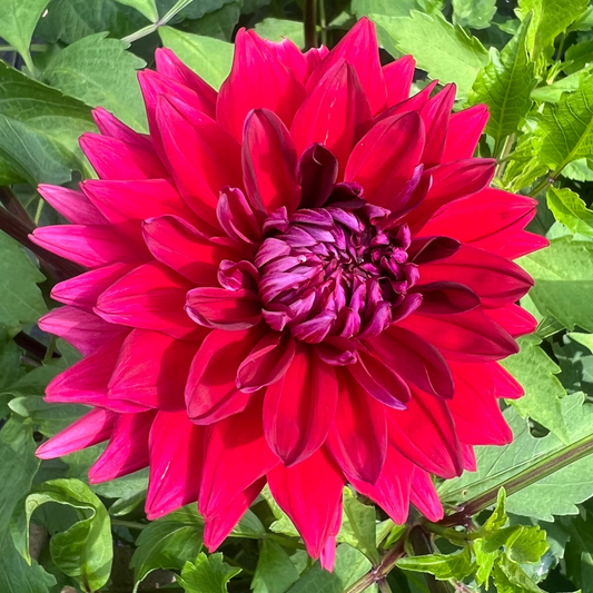 Loverboy dahlia
