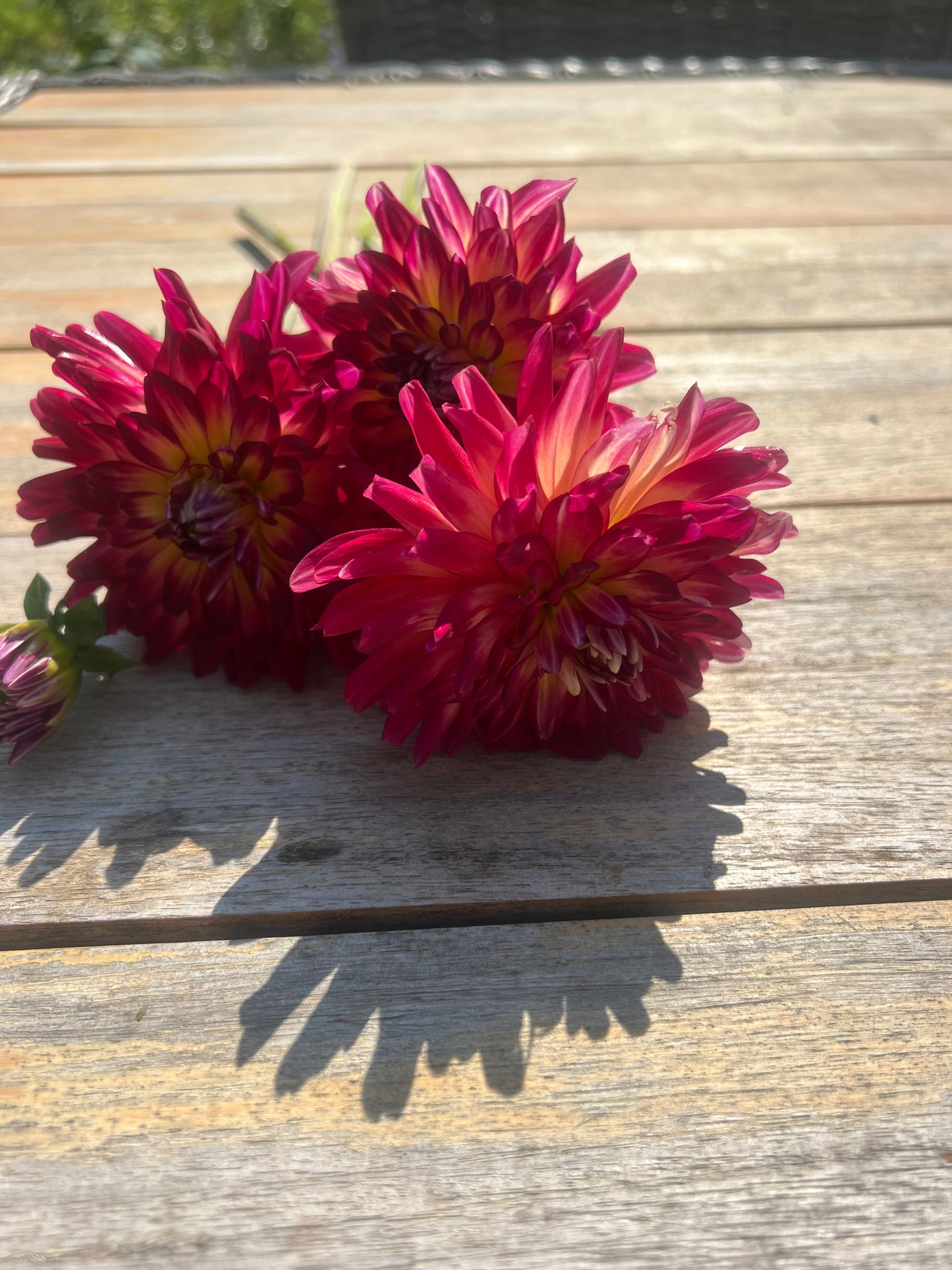magenta  semi-cactus dahlia